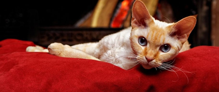 Devon Rex